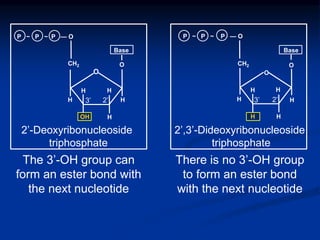 The 3’-OH group can
form an ester bond with
the next nucleotide
There is no 3’-OH group
to form an ester bond
with the next nucleotide
H
HH
OH
HH
CH2
Base
O
P ~ P ~ P — O
H
HH
HH
O
P ~ P ~ P — O
H
2’-Deoxyribonucleoside
triphosphate
2’,3’-Dideoxyribonucleoside
triphosphate
O
Base
O
2’ 2’3’ 3’
CH2
 