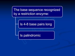 The base sequence recognized
by a restriction enzyme:
Is 4-8 base pairs long
Is palindromic
 
