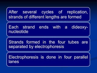 After several cycles of replication,
strands of different lengths are formed
Each strand ends with a dideoxy-
nucleotide
Strands formed in the four tubes are
separated by electrophoresis
Electrophoresis is done in four parallel
lanes
 