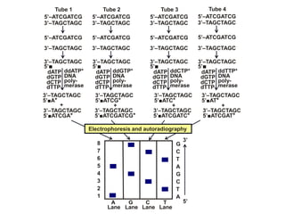 8
7
6
5
4
3
2
1
3’
5’A
Lane
G
Lane
C
Lane
T
Lane
G
C
T
A
G
C
T
A
Electrophoresis and autoradiography
5’‒ATCGATCG
3’‒TAGCTAGC
Tube 1
5’‒ATCGATCG
3’‒TAGCTAGC
Tube 2
5’‒ATCGATCG
3’‒TAGCTAGC
Tube 3
5’‒ATCGATCG
3’‒TAGCTAGC
Tube 4
5’‒ATCGATCG
3’‒TAGCTAGC
5’‒ATCGATCG
3’‒TAGCTAGC
5’‒ATCGATCG
3’‒TAGCTAGC
5’‒ATCGATCG
3’‒TAGCTAGC
dGTP
dCTP
3’‒TAGCTAGC
5’■
dATP
dTTP
ddATP*
DNA
poly-
merase
3’‒TAGCTAGC
5’■A*
3’‒TAGCTAGC
5’■ATCGA*
+
3’‒TAGCTAGC
5’■ATCG*
+
3’‒TAGCTAGC
5’■ATCGATCG*
3’‒TAGCTAGC
5’■ATC*
+
3’‒TAGCTAGC
5’■ATCGATC*
3’‒TAGCTAGC
5’■AT*
+
3’‒TAGCTAGC
5’■ATCGAT*
dGTP
dCTP
3’‒TAGCTAGC
5’■
dATP
dTTP
ddGTP*
DNA
poly-
merase
dGTP
dCTP
3’‒TAGCTAGC
5’■
dATP
dTTP
ddCTP*
DNA
poly-
merase
dGTP
dCTP
3’‒TAGCTAGC
5’■
dATP
dTTP
ddTTP*
DNA
poly-
merase
 