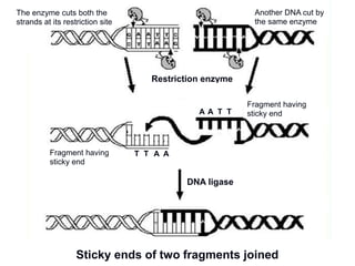 Two complementary sticky ends joined
Restriction enzyme
DNA ligase
Sticky ends of two fragments joined
Fragment having
sticky end
Fragment having
sticky end
Another DNA cut by
the same enzyme
The enzyme cuts both the
strands at its restriction site
A
T T A A
A T T
 