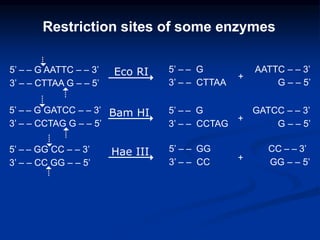 5’ – – G AATTC – – 3’
3’ – – CTTAA G – – 5’
5’ – – G GATCC – – 3’
3’ – – CCTAG G – – 5’
5’ – – GG CC – – 3’
3’ – – CC GG – – 5’
5’ – – G AATTC – – 3’
3’ – – CTTAA G – – 5’
5’ – – G GATCC – – 3’
3’ – – CCTAG G – – 5’
5’ – – GG CC – – 3’
3’ – – CC GG – – 5’
Eco RI
Bam HI
Hae III
4
4
4 +
+
+
5
6
6
6
5
5
Restriction sites of some enzymes
 