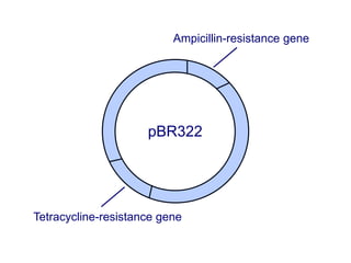 Ampicillin-resistance gene
Tetracycline-resistance gene
pBR322
 