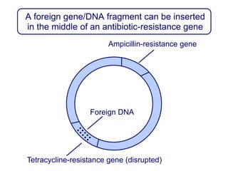 A foreign gene/DNA fragment can be inserted
in the middle of an antibiotic-resistance gene
Ampicillin-resistance gene
Tetracycline-resistance gene (disrupted)
Foreign DNA
 
