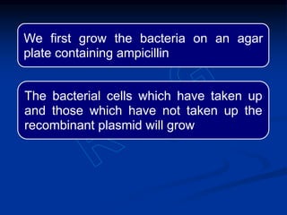We first grow the bacteria on an agar
plate containing ampicillin
The bacterial cells which have taken up
and those which have not taken up the
recombinant plasmid will grow
 
