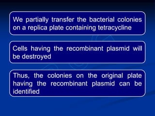We partially transfer the bacterial colonies
on a replica plate containing tetracycline
Cells having the recombinant plasmid will
be destroyed
Thus, the colonies on the original plate
having the recombinant plasmid can be
identified
 