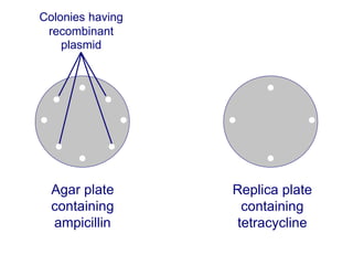 Agar plate
containing
ampicillin
Replica plate
containing
tetracycline
Colonies having
recombinant
plasmid
 