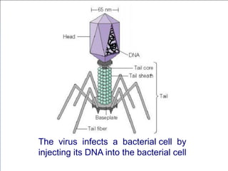 The virus infects a bacterial cell by
injecting its DNA into the bacterial cell
 