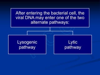 After entering the bacterial cell, the
viral DNA may enter one of the two
alternate pathways:
Lysogenic
pathway
Lytic
pathway
 