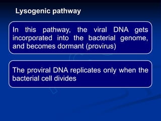In this pathway, the viral DNA gets
incorporated into the bacterial genome,
and becomes dormant (provirus)
The proviral DNA replicates only when the
bacterial cell divides
Lysogenic pathway
 