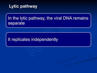 In the lytic pathway, the viral DNA remains
separate
It replicates independently
Lytic pathway
 