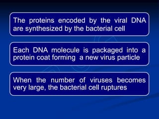 The proteins encoded by the viral DNA
are synthesized by the bacterial cell
Each DNA molecule is packaged into a
protein coat forming a new virus particle
When the number of viruses becomes
very large, the bacterial cell ruptures
 