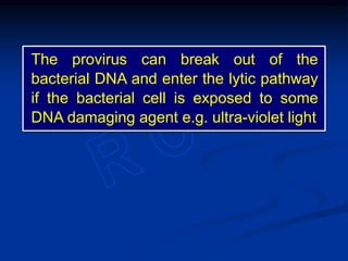 The provirus can break out of the
bacterial DNA and enter the lytic pathway
if the bacterial cell is exposed to some
DNA damaging agent e.g. ultra-violet light
 