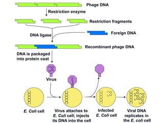 DNA is packaged
into protein coat
Phage DNA
Restriction enzyme
Foreign DNA
DNA ligase
Recombinant phage DNA
E. Coli cell Virus attaches to
E. Coli cell; injects
its DNA into the cell
Infected
E. Coli cell
Viral DNA
replicates in
the E. coli cell
Virus
Restriction fragments
 
