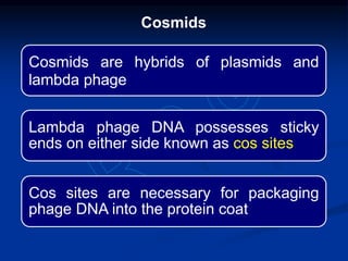 Cosmids are hybrids of plasmids and
lambda phage
Lambda phage DNA possesses sticky
ends on either side known as cos sites
Cos sites are necessary for packaging
phage DNA into the protein coat
Cosmids
 