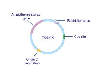 Origin of
replication
Ampicillin-resistance
gene
Restriction sites
Cos siteCosmid
 