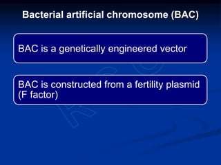 BAC is a genetically engineered vector
BAC is constructed from a fertility plasmid
(F factor)
Bacterial artificial chromosome (BAC)
 