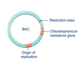 Origin of
replication
Chloramphenicol-
resistance gene
Restriction sites
BAC
 