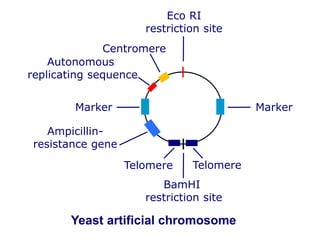 Eco RI
restriction site
BamHI
restriction site
Marker
TelomereTelomere
Marker
Centromere
Autonomous
replicating sequence
Ampicillin-
resistance gene
Yeast artificial chromosome
 