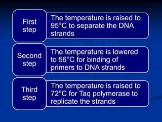 The temperature is raised to
95°C to separate the DNA
strands
First
step
The temperature is lowered
to 56°C for binding of
primers to DNA strands
Second
step
The temperature is raised to
72°C for Taq polymerase to
replicate the strands
Third
step
 
