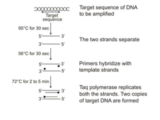 Target sequence of DNA
to be amplified
The two strands separate
Primers hybridize with
template strands
Taq polymerase replicates
both the strands. Two copies
of target DNA are formed
Target
sequence
95°C for 30 sec
56°C for 30 sec
72°C for 2 to 5 min
3’
´
5’
5’
´
3’
´
5’ 3’
´
3’ 5’
´
5’
5’
3’
3’
 