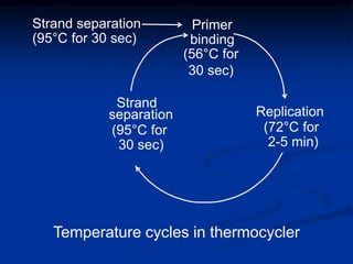 Strand separation
(95°C for 30 sec)
Primer
binding
(56°C for
30 sec)
Replication
(72°C for
2-5 min)
Strand
separation
(95°C for
30 sec)
Temperature cycles in thermocycler
 