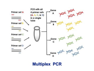 Multiplex PCR
 