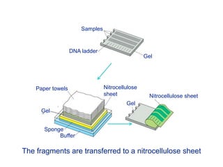 Samples
DNA ladder
Gel
Gel
Gel
Nitrocellulose sheet
Nitrocellulose
sheet
Sponge
Buffer
Paper towels
The fragments are transferred to a nitrocellulose sheet
 