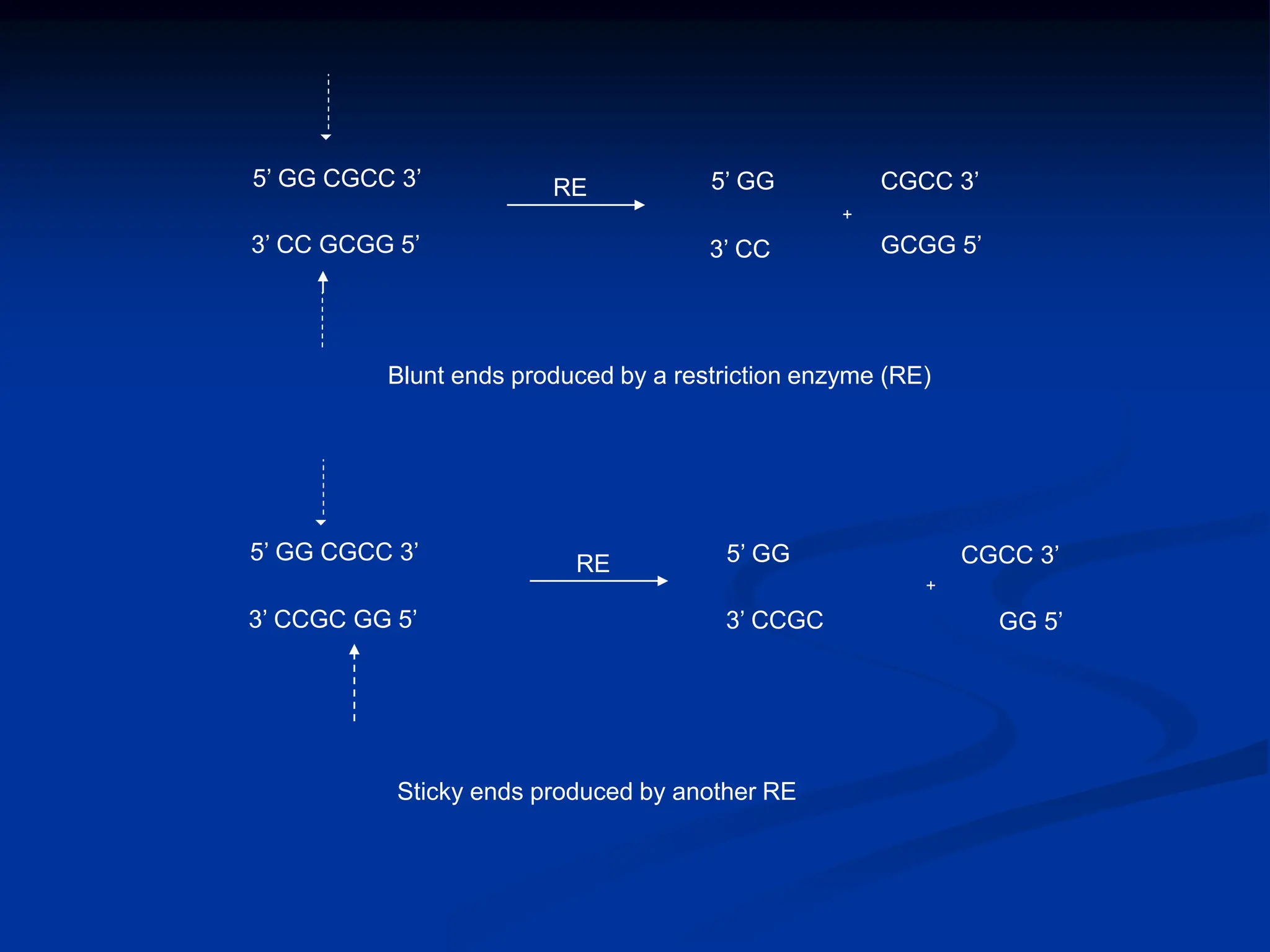 5’ GG CGCC 3’
5’ GG CGCC 3’
3’ CC GCGG 5’
3’ CCGC GG 5’
5’ GG
3’ CC
CGCC 3’
GCGG 5’
+
5’ GG
3’ CCGC
CGCC 3’
GG 5’
+
RE
Blunt ends produced by a restriction enzyme (RE)
Sticky ends produced by another RE


RE
 