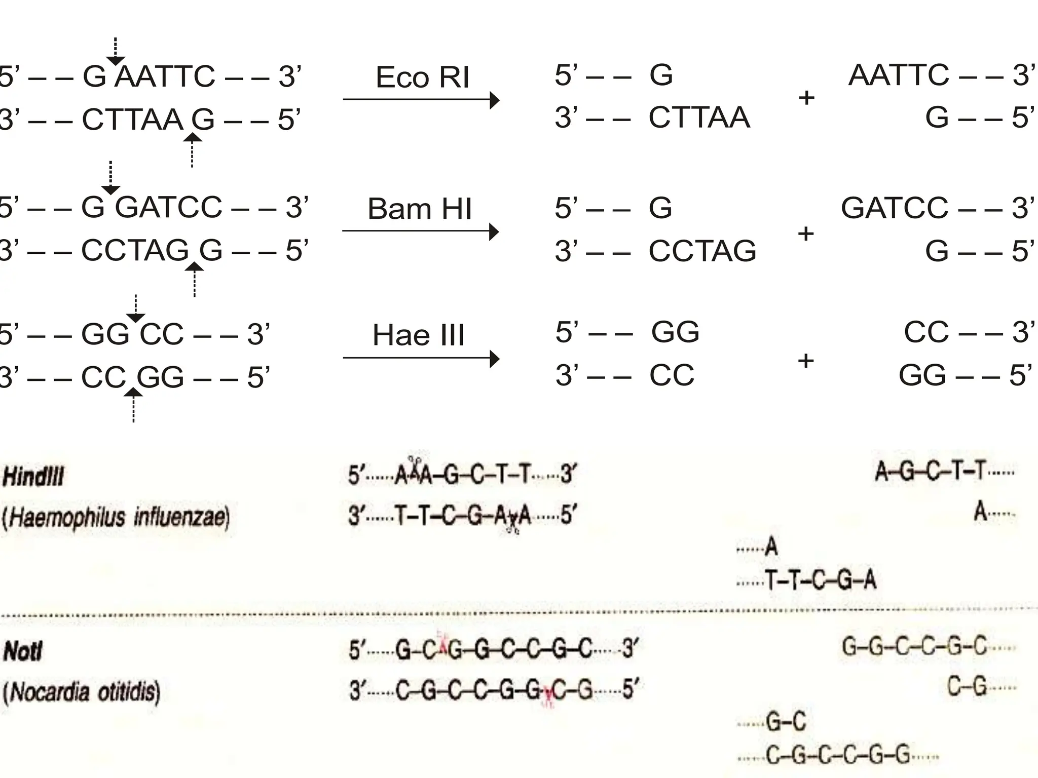 5’ – – G AATTC – – 3’
3’ – – CTTAA G – – 5’
5’ – – G GATCC – – 3’
3’ – – CCTAG G – – 5’
5’ – – GG CC – – 3’
3’ – – CC GG – – 5’
5’ – – G AATTC – – 3’
3’ – – CTTAA G – – 5’
5’ – – G GATCC – – 3’
3’ – – CCTAG G – – 5’
5’ – – GG CC – – 3’
3’ – – CC GG – – 5’
Eco RI
Bam HI
Hae III


 +
+
+






 
