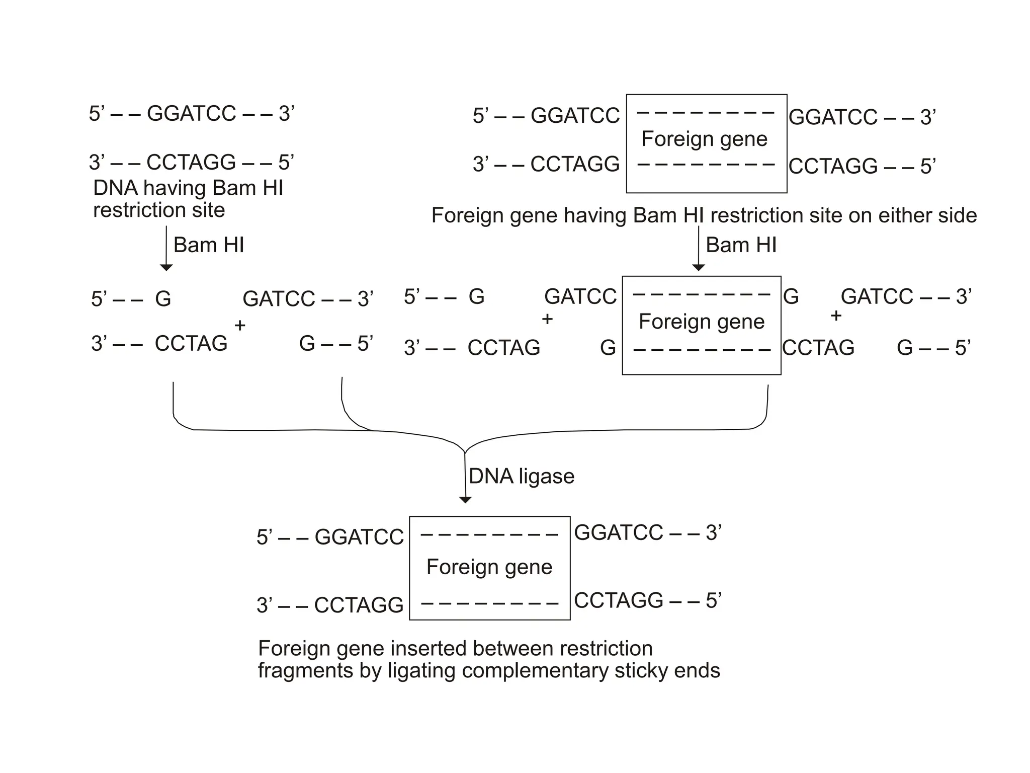 5’ – – GGATCC – – 3’
3’ – – CCTAGG – – 5’
5’ – – GGATCC
3’ – – CCTAGG
GGATCC – – 3’
CCTAGG – – 5’
Foreign gene
DNA having Bam HI
restriction site Foreign gene having Bam HI restriction site on either side

Bam HI

Bam HI
Foreign gene inserted between restriction
fragments by ligating complementary sticky ends
5’ – – GGATCC
3’ – – CCTAGG
GGATCC – – 3’
CCTAGG – – 5’
Foreign gene
– – – – – – – –
– – – – – – – –
5’ – – G GATCC – – 3’
3’ – – CCTAG G – – 5’
5’ – – G GATCC G GATCC – – 3’
3’ – – CCTAG G CCTAG G – – 5’
Foreign gene
– – – – – – – –
– – – – – – – –
DNA ligase
+ + +

– – – – – – – –
– – – – – – – –
 