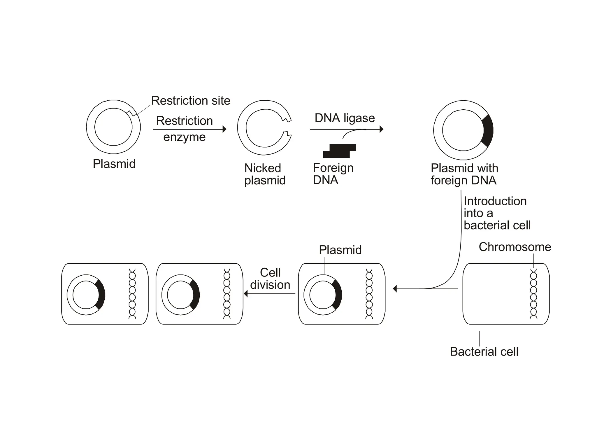 
Plasmid with
foreign DNA

Plasmid
 
Restriction site
Restriction
enzyme
DNA ligase
Nicked
plasmid
Foreign
DNA
Introduction
into a
bacterial cell
Cell
division
Plasmid Chromosome
Bacterial cell
 