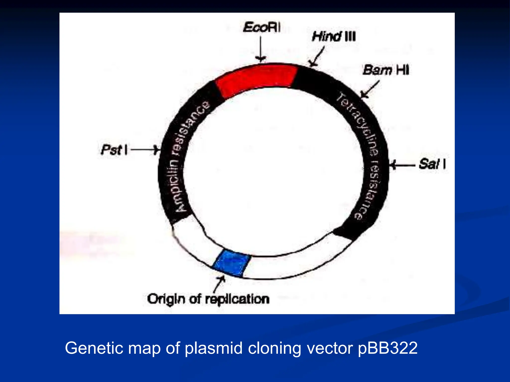 Genetic map of plasmid cloning vector pBB322
 