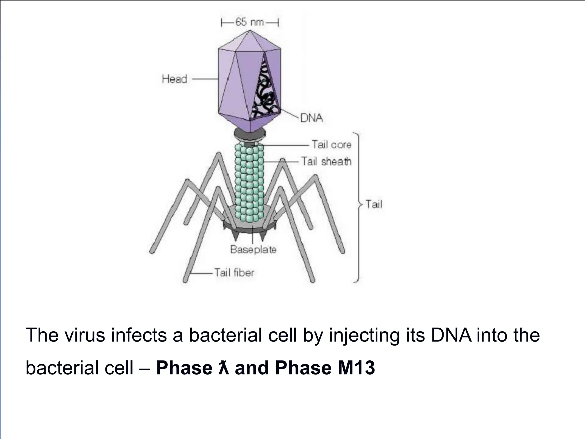 The virus infects a bacterial cell by injecting its DNA into the
bacterial cell – Phase ƛ and Phase M13
 