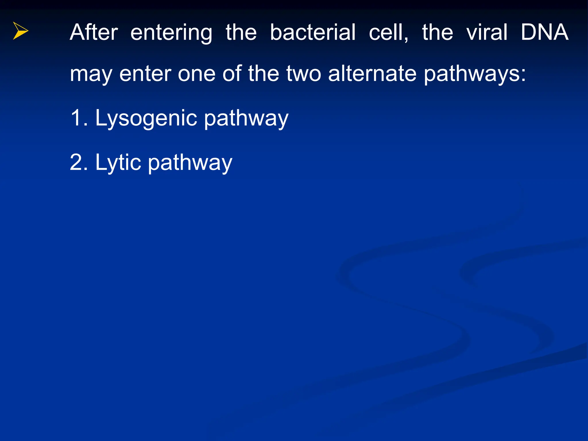  After entering the bacterial cell, the viral DNA
may enter one of the two alternate pathways:
1. Lysogenic pathway
2. Lytic pathway
 