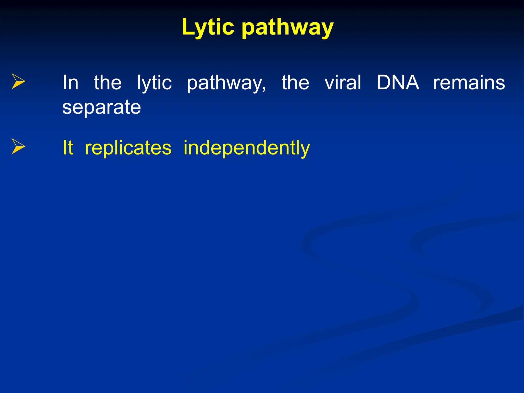 Lytic pathway
 In the lytic pathway, the viral DNA remains
separate
 It replicates independently
 