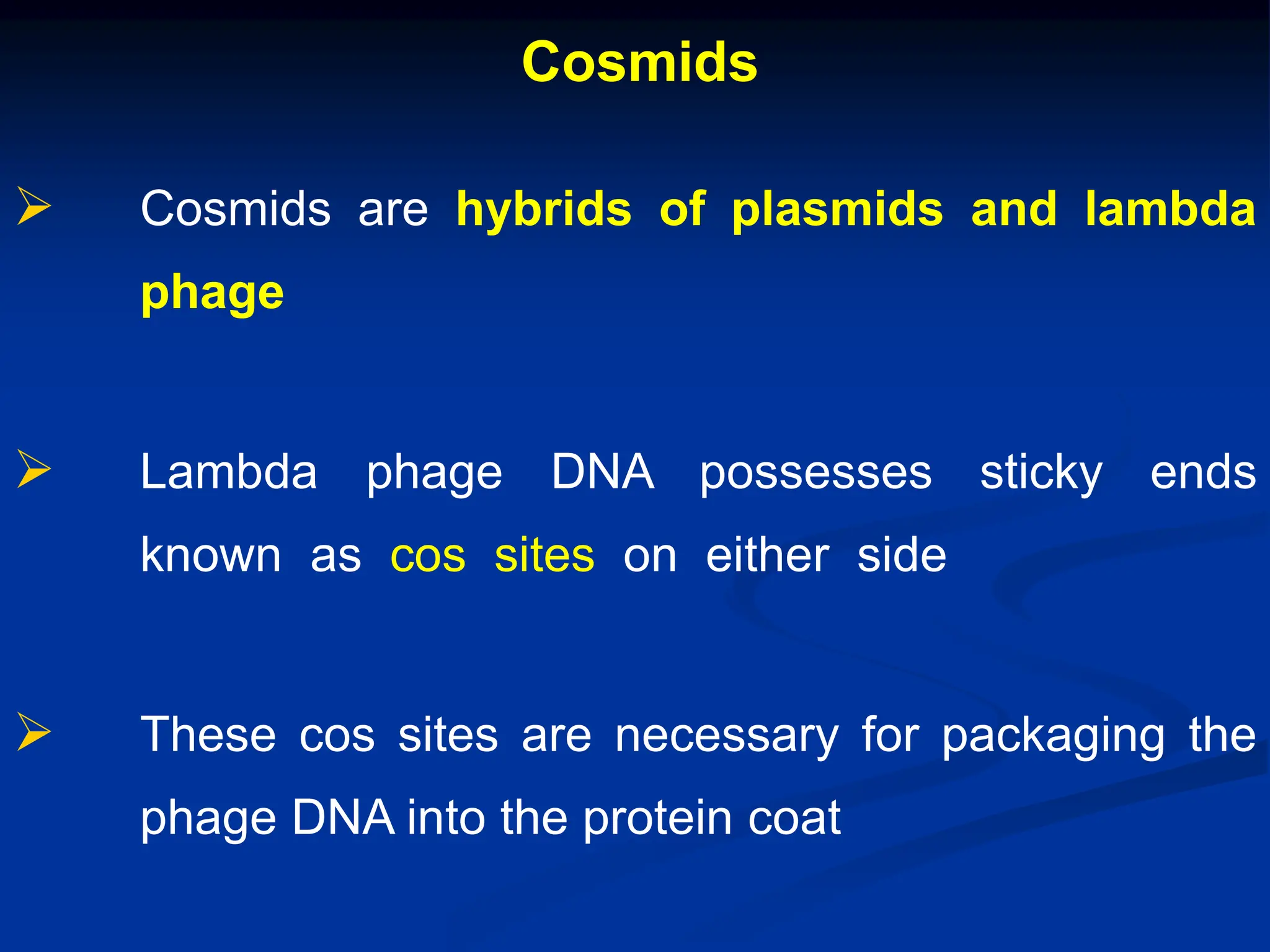 Cosmids
 Cosmids are hybrids of plasmids and lambda
phage
 Lambda phage DNA possesses sticky ends
known as cos sites on either side
 These cos sites are necessary for packaging the
phage DNA into the protein coat
 