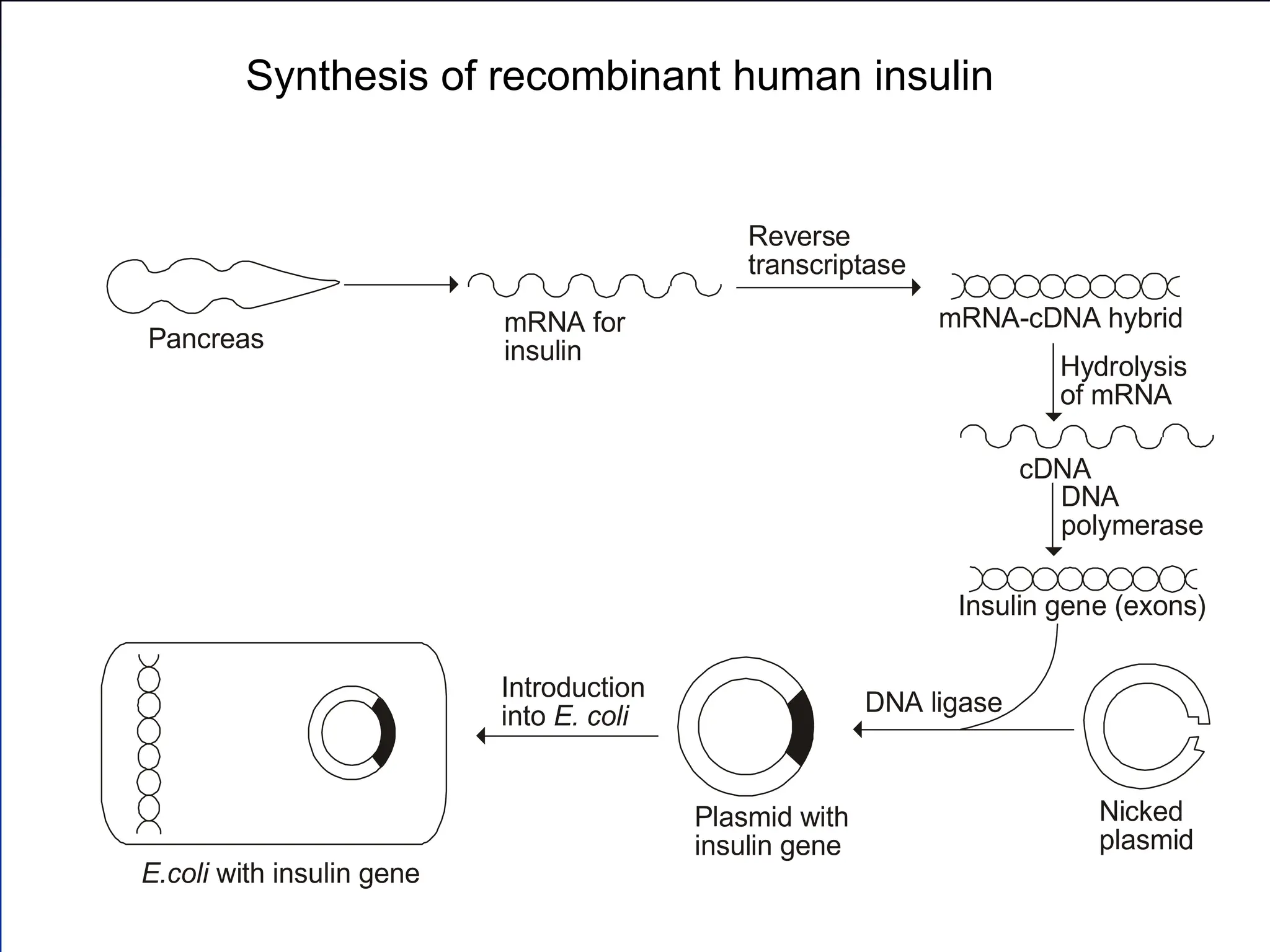  
Reverse
transcriptase
mRNA-cDNA hybrid

Hydrolysis
of mRNA
cDNA

Insulin gene (exons)
DNA ligase

Nicked
plasmid
Plasmid with
insulin gene
Introduction
into E. coli

Pancreas
E.coli with insulin gene
mRNA for
insulin
DNA
polymerase
Synthesis of recombinant human insulin
 