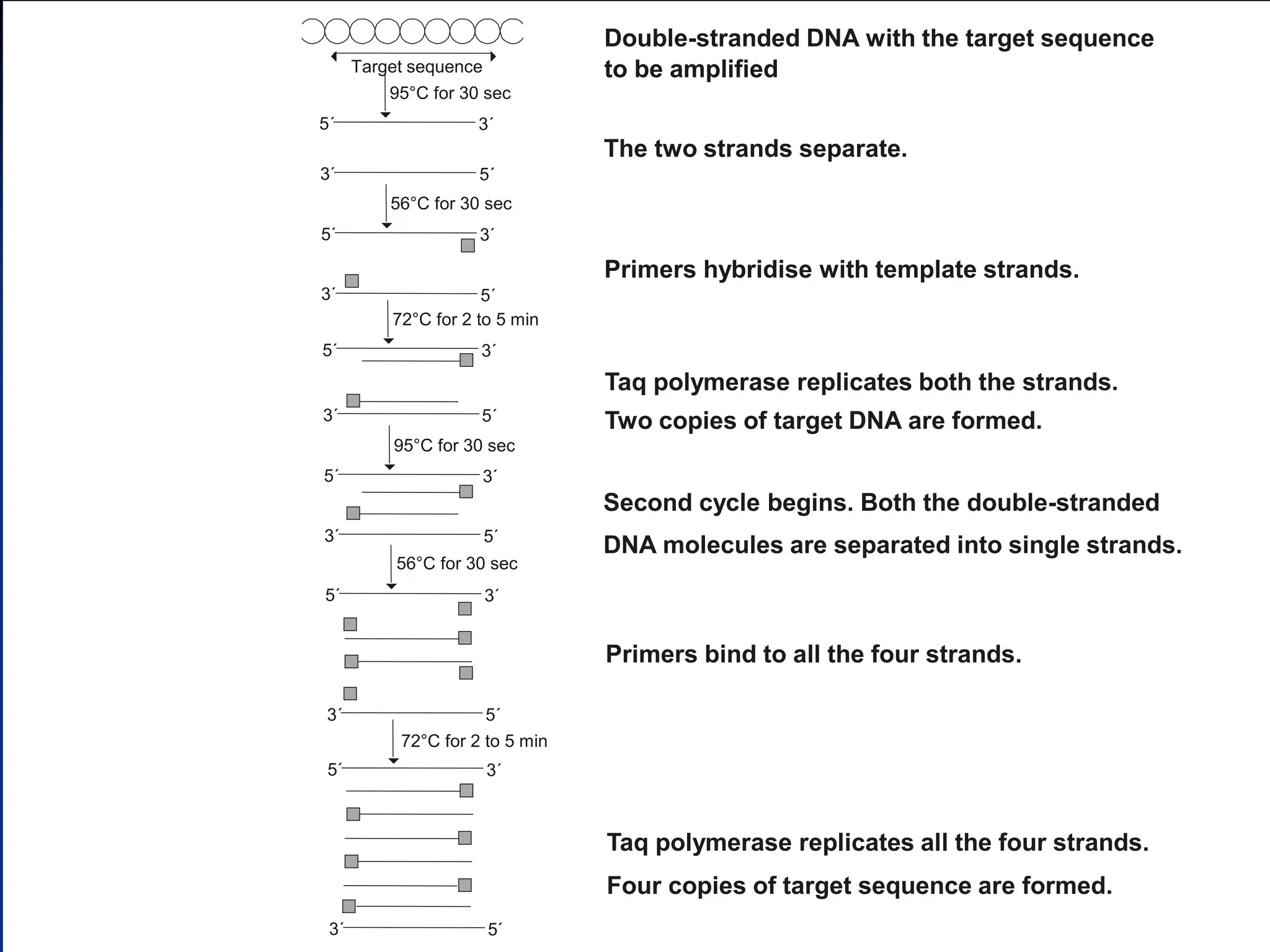 Double-stranded DNA with the target sequence
to be amplified
The two strands separate.
Primers hybridise with template strands.
Taq polymerase replicates both the strands.
Two copies of target DNA are formed.
Second cycle begins. Both the double-stranded
DNA molecules are separated into single strands.
Primers bind to all the four strands.
Taq polymerase replicates all the four strands.
Four copies of target sequence are formed.


Target sequence
5´ 3´
95°C for 30 sec

56°C for 30 sec
72°C for 2 to 5 min
72°C for 2 to 5 min
3´ 5´
5´ 3´

3´ 5´
5´ 3´

3´ 5´
5´ 3´
95°C for 30 sec

3´ 5´
5´ 3´
56°C for 30 sec

3´ 5´
5´ 3´

3´ 5´
 