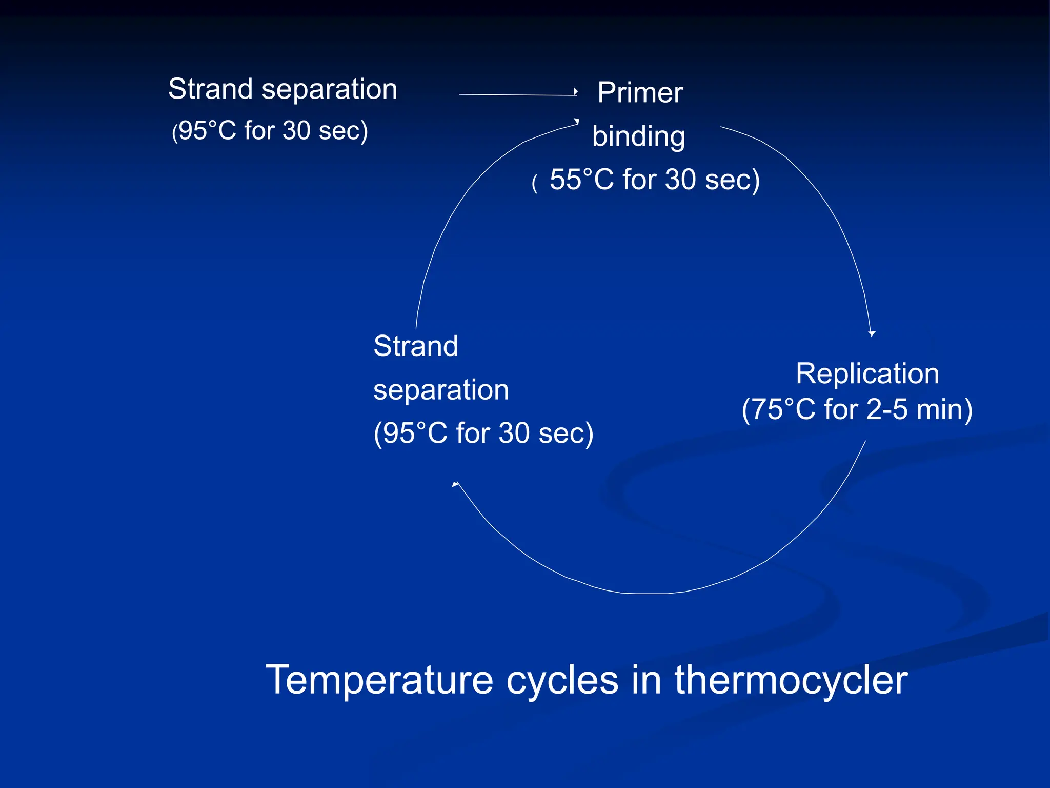 Strand separation
(95°C for 30 sec)
Primer
binding
( 55°C for 30 sec)
Replication
(75°C for 2-5 min)
Strand
separation
(95°C for 30 sec)

Temperature cycles in thermocycler
 