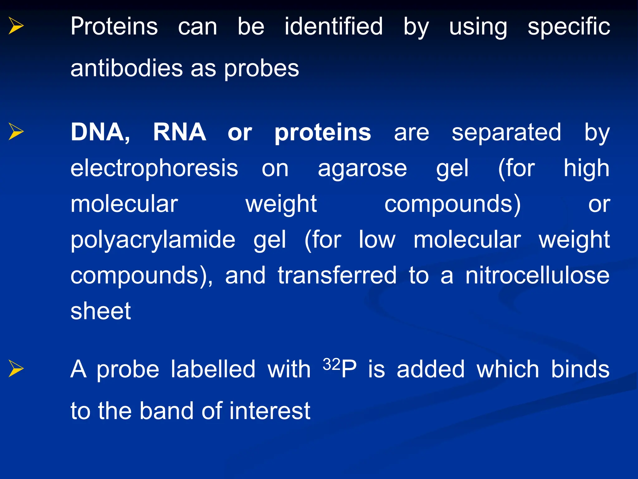  Proteins can be identified by using specific
antibodies as probes
 DNA, RNA or proteins are separated by
electrophoresis on agarose gel (for high
molecular weight compounds) or
polyacrylamide gel (for low molecular weight
compounds), and transferred to a nitrocellulose
sheet
 A probe labelled with 32P is added which binds
to the band of interest
 