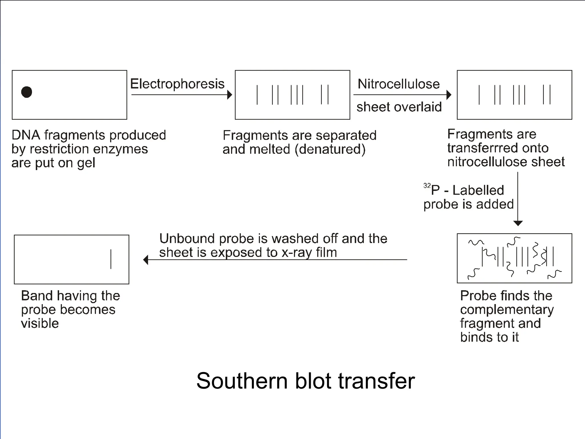 Southern blot transfer
 