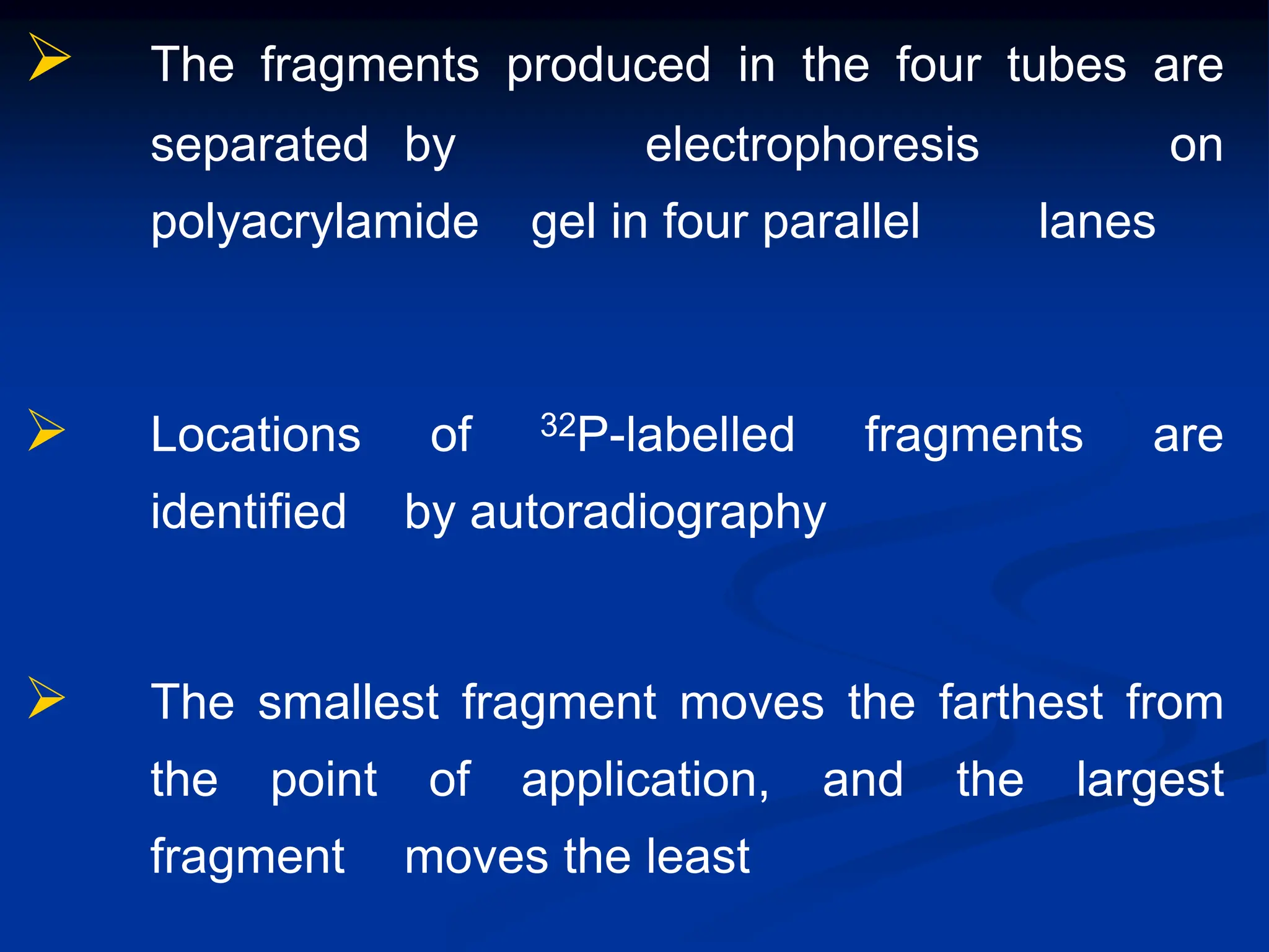  The fragments produced in the four tubes are
separated by electrophoresis on
polyacrylamide gel in four parallel lanes
 Locations of 32P-labelled fragments are
identified by autoradiography
 The smallest fragment moves the farthest from
the point of application, and the largest
fragment moves the least
 