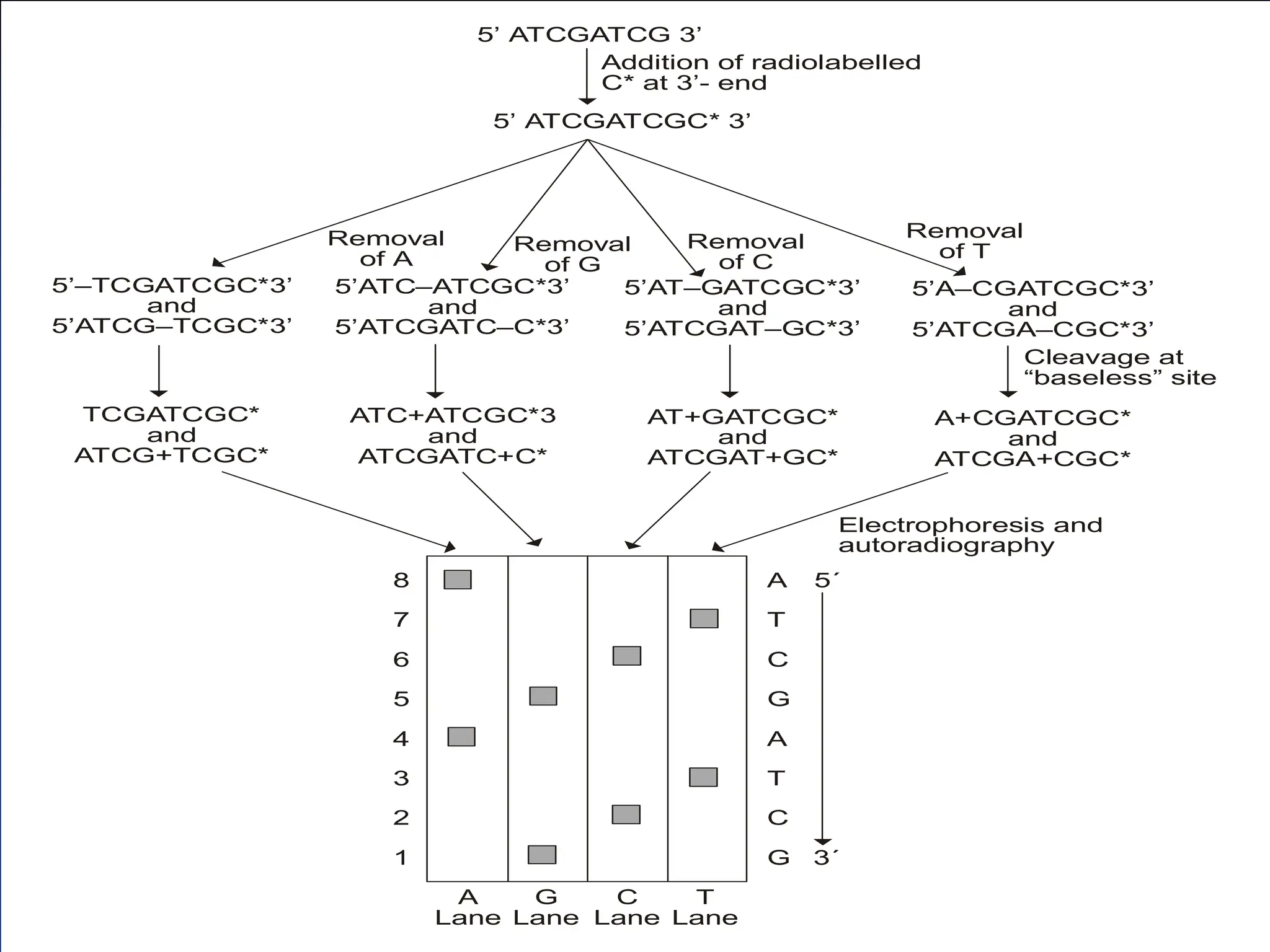 5’ ATCGATCG 3’
5’ ATCGATCGC* 3’
Addition of radiolabelled
C* at 3’- end
Removal
of A
Cleavage at
“baseless” site
Electrophoresis and
autoradiography
5’–TCGATCGC*3’
and
5’ATCG–TCGC*3’
5’ATC–ATCGC*3’
and
5’ATCGATC–C*3’
5’AT–GATCGC*3’
and
5’ATCGAT–GC*3’
5’A–CGATCGC*3’
and
5’ATCGA–CGC*3’
Removal
of G
Removal
of C
Removal
of T

TCGATCGC*
and
ATCG+TCGC*
ATC+ATCGC*3
and
ATCGATC+C*
AT+GATCGC*
and
ATCGAT+GC*
A+CGATCGC*
and
ATCGA+CGC*
8
7
6
5
4
3
2
1
A 5´
T
C
G
A
T
C
G 3´
A
Lane
G
Lane
C
Lane
T
Lane

  


   



 