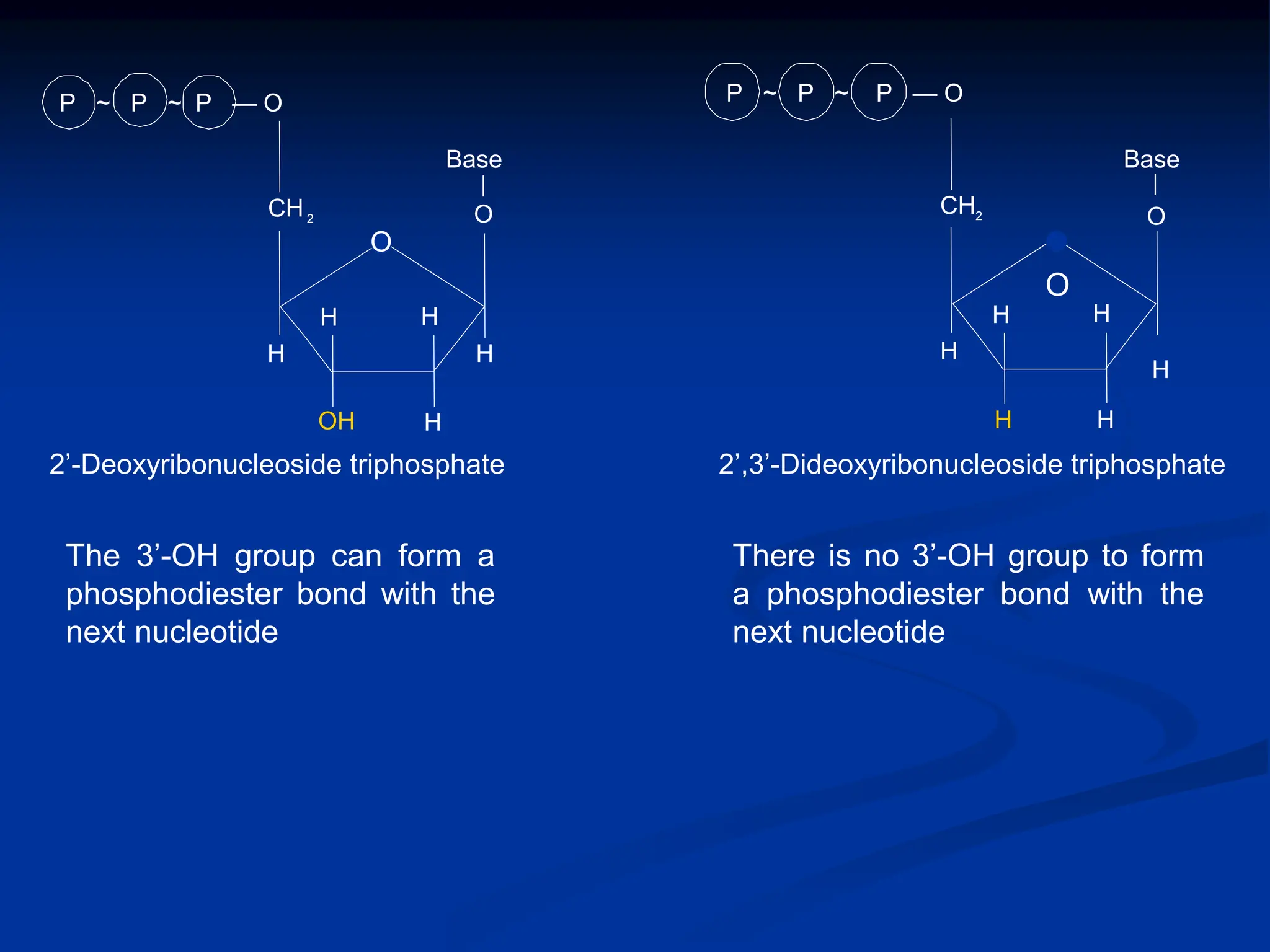 The 3’-OH group can form a
phosphodiester bond with the
next nucleotide
There is no 3’-OH group to form
a phosphodiester bond with the
next nucleotide
H
H
H
OH
H
H
CH2
Base
O
P ~ P ~ P — O
H
H
H
H
H
CH2
Base
O
P ~ P ~ P — O
H
2’-Deoxyribonucleoside triphosphate 2’,3’-Dideoxyribonucleoside triphosphate
O
O
 