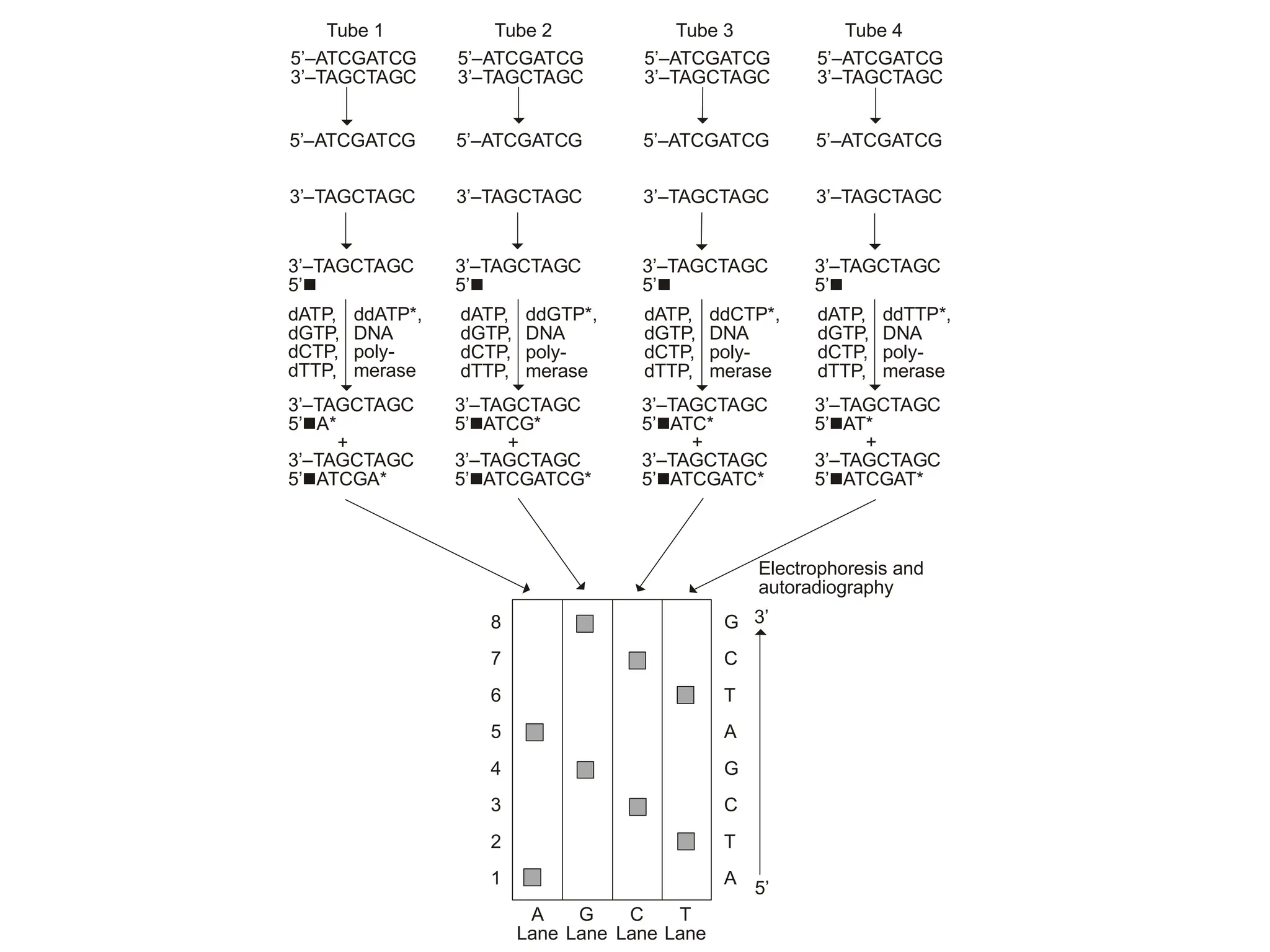 Electrophoresis and
autoradiography
8
7
6
5
4
3
2
1
G
C
T
A
G
C
T
A
A
Lane
G
Lane
C
Lane
T
Lane
5’–ATCGATCG
3’ TAGCTAGC
–
   
5’ ATCGATCG
3’ TAGCTAGC
–
–
5’ ATCGATCG
3’ TAGCTAGC
–
–
5’ ATCGATCG
3’ TAGCTAGC
–
–
5’ ATCGATCG
– 5’ ATCGATCG
– 5’ ATCGATCG
– 5’ ATCGATCG
–
3’ TAGCTAGC
– 3’ TAGCTAGC
– 3’ TAGCTAGC
– 3’ TAGCTAGC
–
   
3’ TAGCTAGC
5’
– 3’ TAGCTAGC
5’
– 3’ TAGCTAGC
5’
– 3’ TAGCTAGC
5’
–

dATP,
dGTP,
dCTP,
dTTP,
ddATP*,
DNA
poly-
merase

dATP,
dGTP,
dCTP,
dTTP,
ddGTP*,
DNA
poly-
merase

dATP,
dGTP,
dCTP,
dTTP,
ddCTP*,
DNA
poly-
merase

dATP,
dGTP,
dCTP,
dTTP,
ddTTP*,
DNA
poly-
merase
3’ TAGCTAGC
5’ A*

– 3’ TAGCTAGC
5’ ATCG*

– 3’–TAGCTAGC
5’ ATC*

3’ TAGCTAGC
5’ AT*

–
+ + + +
3’ TAGCTAGC
5’ ATCGA*

– 3’ TAGCTAGC
5’ ATCGATCG*

– 3’ TAGCTAGC
5’ ATCGATC*

– 3’ TAGCTAGC
5’ ATCGAT*

–
Tube 1 Tube 2 Tube 3 Tube 4
3’
5’





 