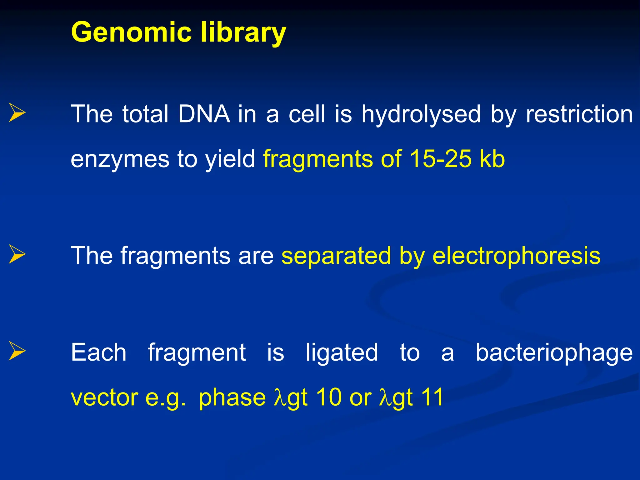 Genomic library
 The total DNA in a cell is hydrolysed by restriction
enzymes to yield fragments of 15-25 kb
 The fragments are separated by electrophoresis
 Each fragment is ligated to a bacteriophage
vector e.g. phase lgt 10 or lgt 11
 