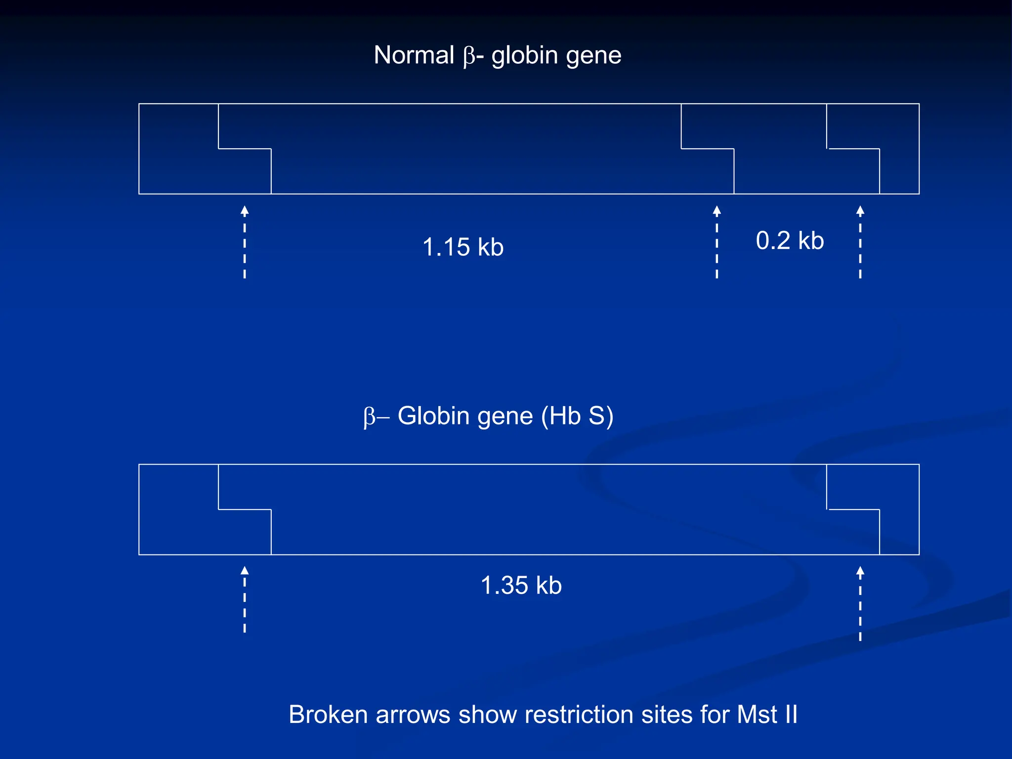 Normal b- globin gene
1.15 kb 0.2 kb
b- Globin gene (Hb S)
1.35 kb
Broken arrows show restriction sites for Mst II
 