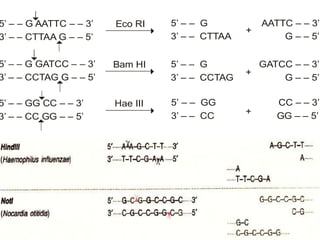 5’ – – G AATTC – – 3’
3’ – – CTTAA G – – 5’
5’ – – G GATCC – – 3’
3’ – – CCTAG G – – 5’
5’ – – GG CC – – 3’
3’ – – CC GG – – 5’
5’ – – G AATTC – – 3’
3’ – – CTTAA G – – 5’
5’ – – G GATCC – – 3’
3’ – – CCTAG G – – 5’
5’ – – GG CC – – 3’
3’ – – CC GG – – 5’
Eco RI
Bam HI
Hae III


 +
+
+






 