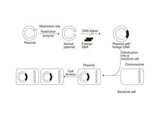 
Plasmid with
foreign DNA

Plasmid
 
Restriction site
Restriction
enzyme
DNA ligase
Nicked
plasmid
Foreign
DNA
Introduction
into a
bacterial cell
Cell
division
Plasmid Chromosome
Bacterial cell
 